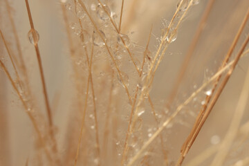 Smoke soft focus dry wild grass with water drop. Nature beige, brown neutral background.