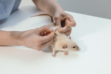 female veterinarian examining rat at appointment in veterinary clinic, providing assistance to pet rodent