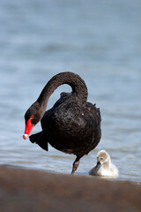 black swan is a large waterbird, a species of swan which breeds mainly in the southeast and southwest regions of Australia