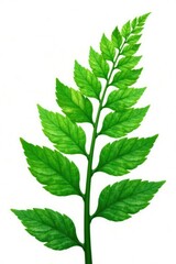 Leafy green fern isolated on white background, trees, greens, leaves