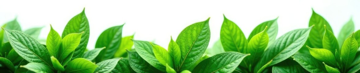 Obraz premium Leafy greens isolated against a crisp white backdrop, plants, leaf arrangement