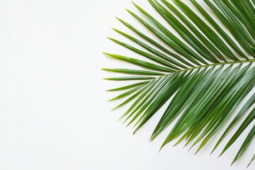 Fototapeta premium Tropical palm leaf resting on a white background for vacation vibes