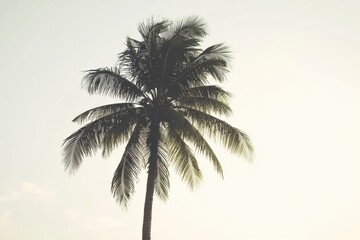Palm tree silhouette on a light background evokes tropical paradise