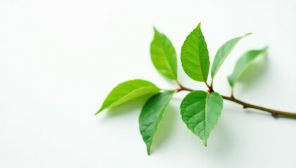 Fototapeta premium Single branch on white background with subtle leaf veins, simple, clean