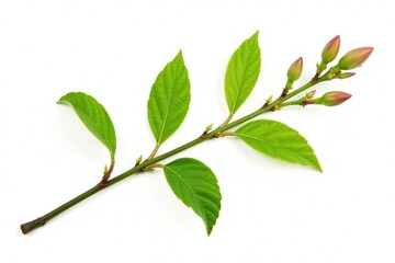 Obraz premium Single branch with buds isolated on white background, foliage, isolated, botanical