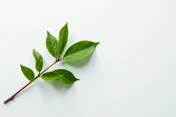 Fototapeta premium Single branch with delicate leaves against a pure white surface, white, branch, leaf