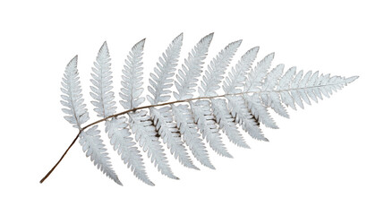 Obraz premium White fern leaf showing transparent background with clipping path