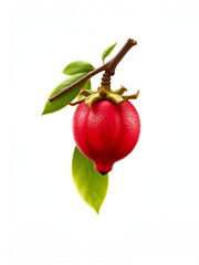Quandong, transparent background, high-resolution image, native Australian fruit, bright red color, quandong clipart, unique produce illustration