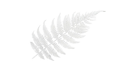 White fern leaf with transparent background representing purity and nature