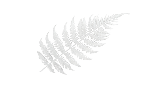 White fern leaf with transparent background representing purity and nature