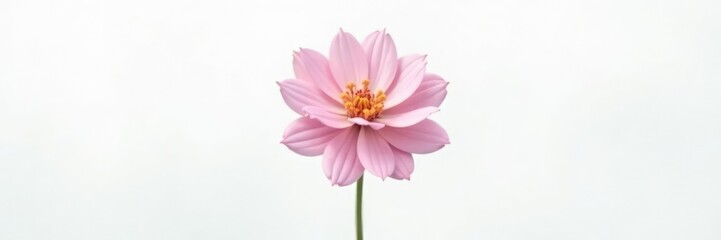 Single flower with delicate petals isolated on white background, stem, solitary, foliage
