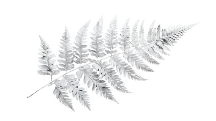 Silver fern leaf with transparent background representing purity and nature