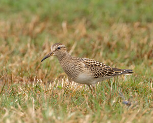 Fototapeta premium An immature Pectoral Sandpiper feeding in short grass