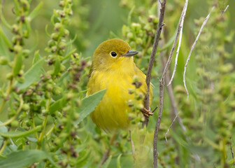 A close up of a very bright female Yellow Warbler