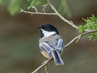 A close up of a Black-capped Chickadee perched on a cedar twig