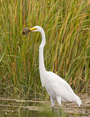 A Great Egret with a recently captured Common Yellowthroat in its beak