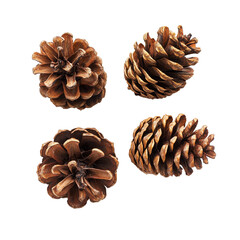 Four pine cones arranged aesthetically on a transparent background, showcasing their natural textures and shapes, pine cones isolated transparent background