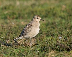 An immature American Golden-plover standing in short grass