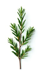 Sprig of evergreen branches isolated on white background, white, evergreen, twig