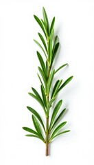 Obraz premium Sprig of fresh rosemary against white background, branch, botanical, herb