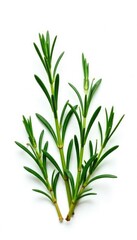 Fototapeta premium sprigs of rosemary isolated on white background, herbalism, nature photography, rosemary