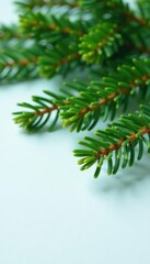 Obraz premium Spruce tips and needles on a clean white surface, foliage, green