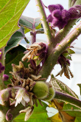 Solanum quitoense, known as naranjilla (English : 
