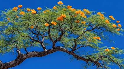 Blooming tree, sunny sky, vibrant orange flowers, desert landscape, nature photography