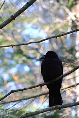 japanese crow
