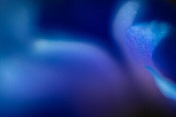 Macro Flower Blossom Background blue purple