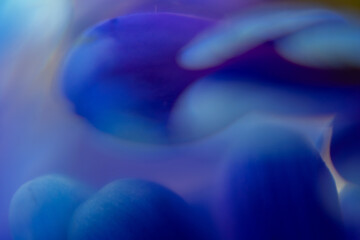 Macro Flower Blossom Background blue purple