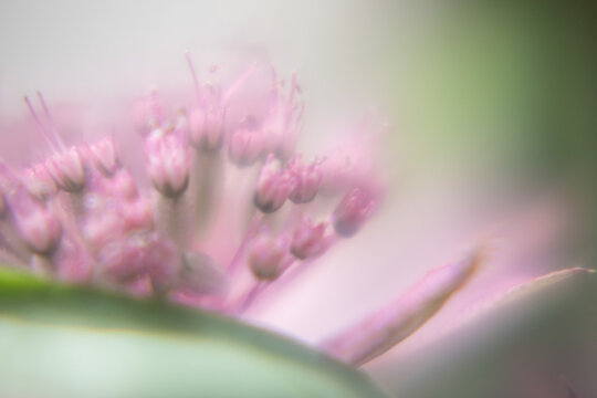 Macro Flower Blossom Background light rose