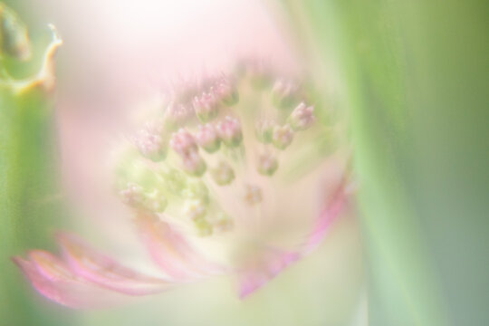 Macro Flower Blossom Background light rose