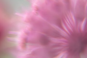 Macro Flower Blossom Background light rose