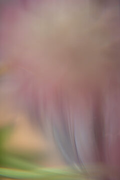 Macro Flower Blossom Background light rose