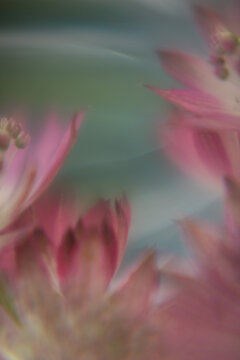Macro Flower Blossom Background light rose