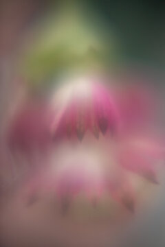 Macro Flower Blossom Background light rose