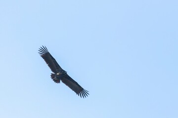 A majestic black vulture (Aegypius monachus) soars over Monfragüe, Extremadura, Spain. A symbol of Iberian wildlife in its natural habitat