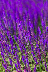 Blooming purple sage flowers in vibrant sunlight