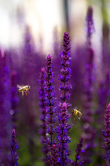 Obraz premium Blooming purple sage flowers in vibrant sunlight pollinated by bees