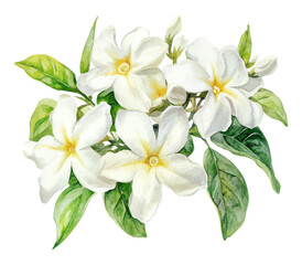Obraz premium Realistic Watercolor Illustration of White Jasmine Flowers with Green Leaves