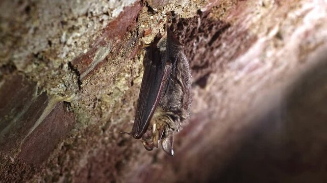 Closeup slow-motion picture of Greater mouse-eared bat (Myotis myotis) taking off just after hibernation in which they sleep hanging upside down from the ceiling of cave, stole or other underground.