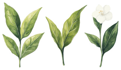 Watercolor Botanical Illustration of Green Leaves and a White Flower