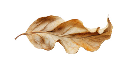 Naklejka premium Dried leaf showing veins and texture on transparent background