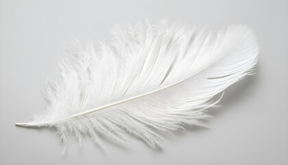 Obraz premium One white feather on a light gray background, close-up