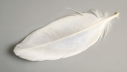 Obraz premium One white feather on a light gray background, close-up