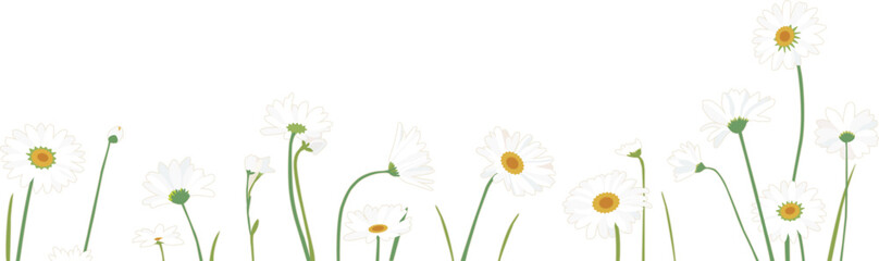 Daisies spring frame isolated on transparent background. Vector illustration. 
