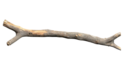 Dry branch with transparent background for easy integration