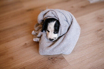Small puppy with big black ears wrapped in a towel after a bath