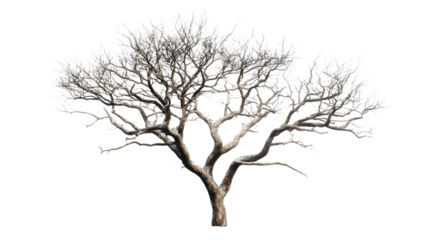 Leafless tree standing tall with transparent background